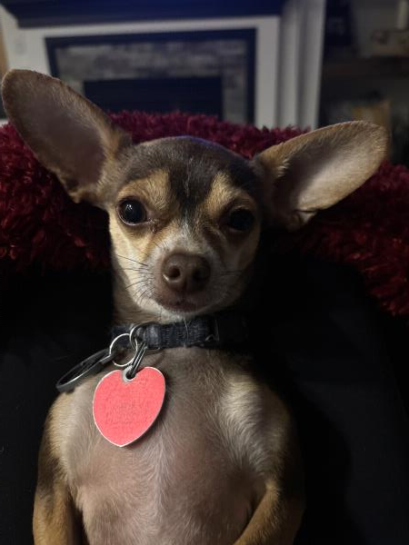 /Images/uploads/Friends of Seal Beach Animal Care Center/2025sbacc/entries/32107thumb.jpg